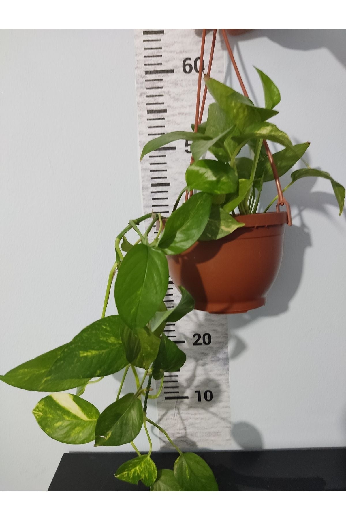 Küçük Patos bitkisi (Golden Pothos)
