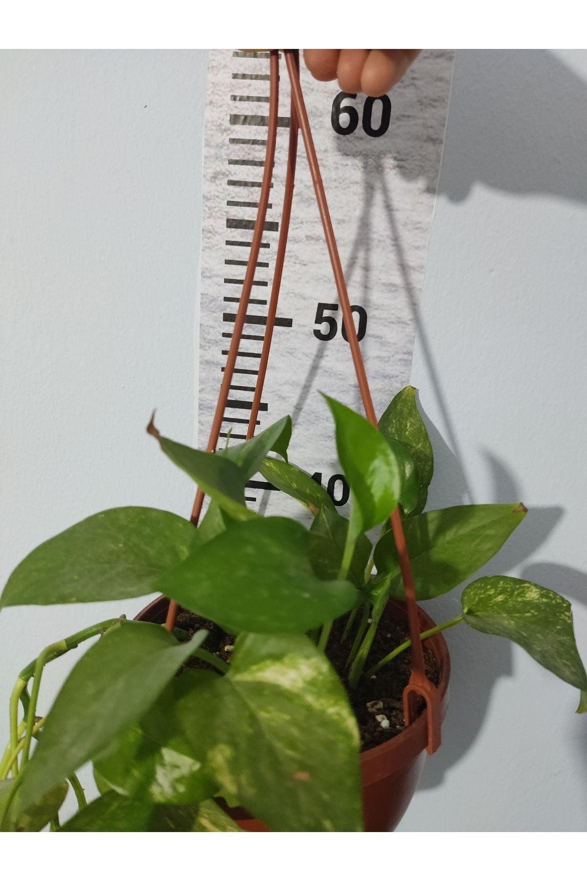 Küçük Patos bitkisi (Golden Pothos)