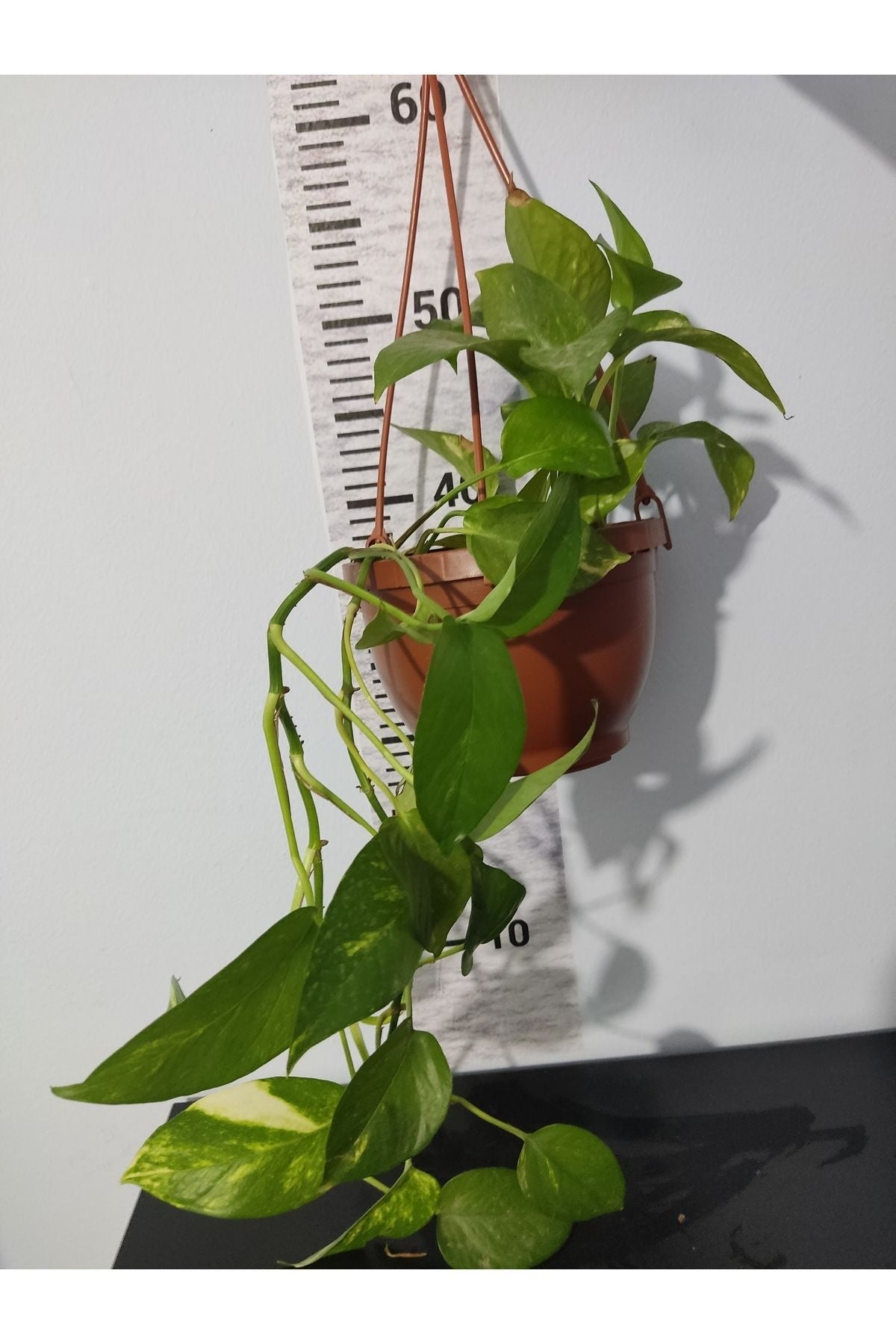 Küçük Patos bitkisi (Golden Pothos)