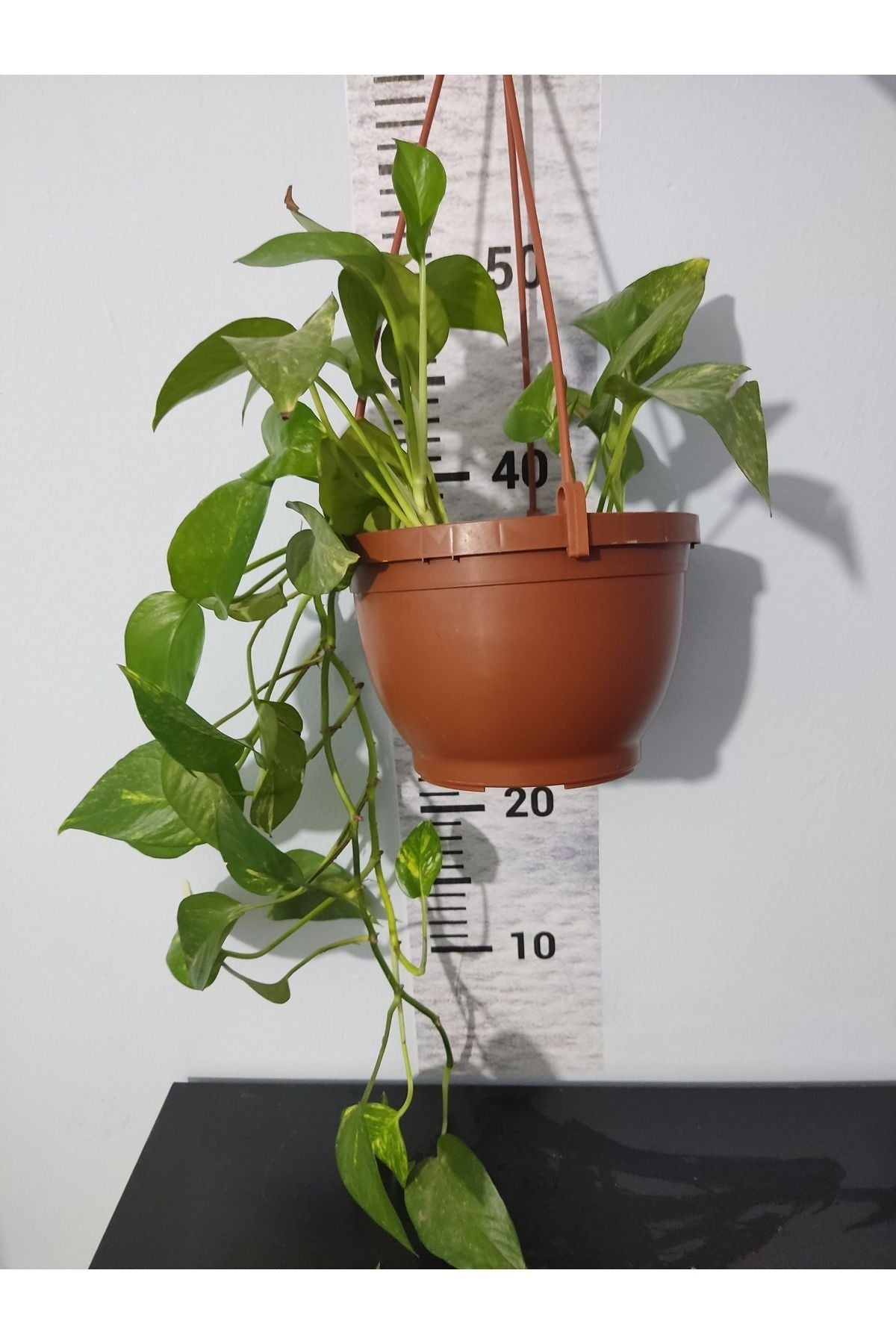 Küçük Patos bitkisi (Golden Pothos)