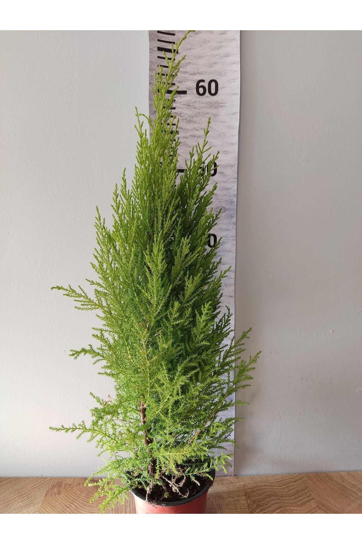 Limon Servi Kokulu Çam (CUPRESSUS MACROCARPA) - Hoş Kokulu Ve Dayanıklı Bahçe Bitkisi