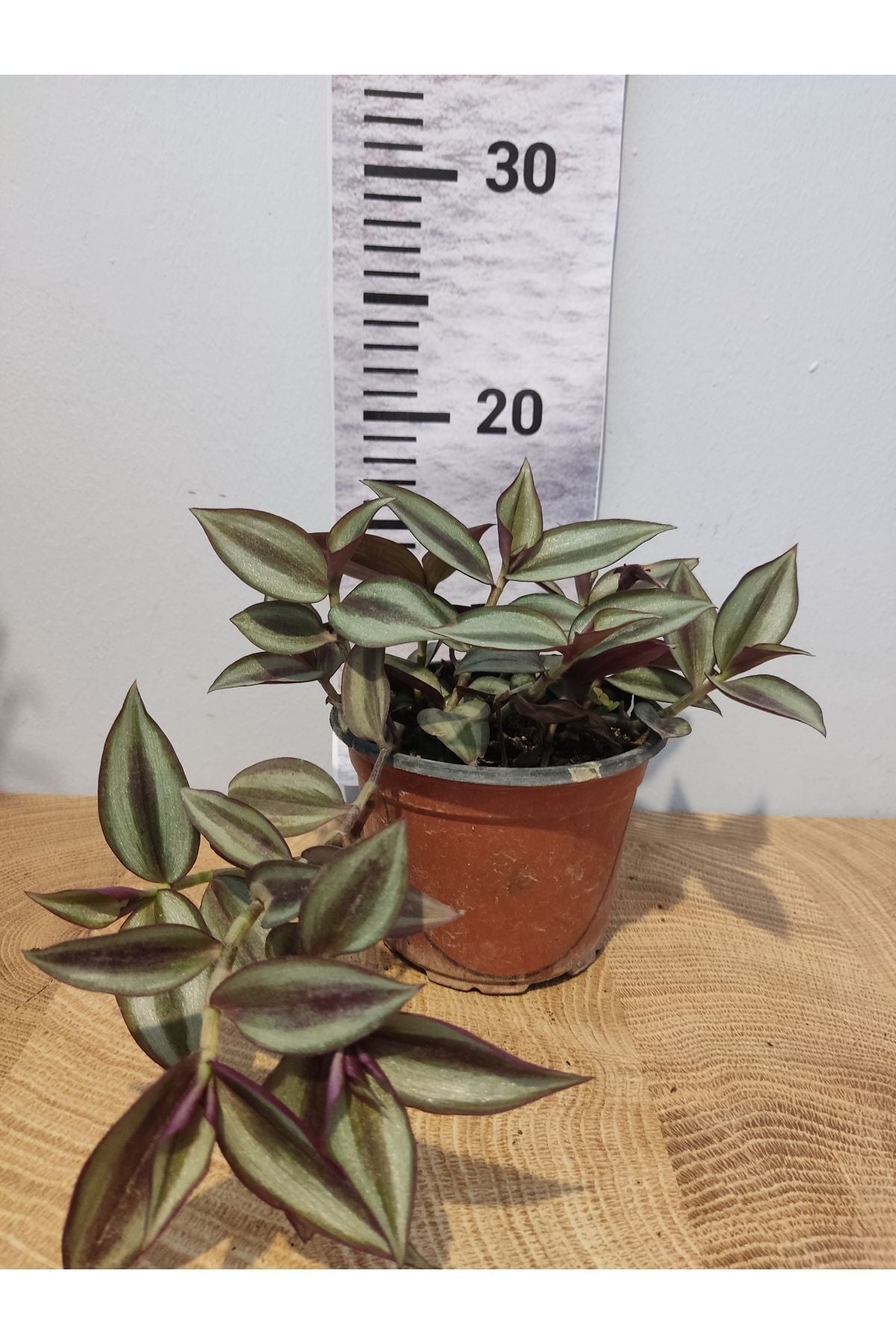 Telgraf Çiçeği (Makhala, Spiderwort, Tradescantia Zebrina)