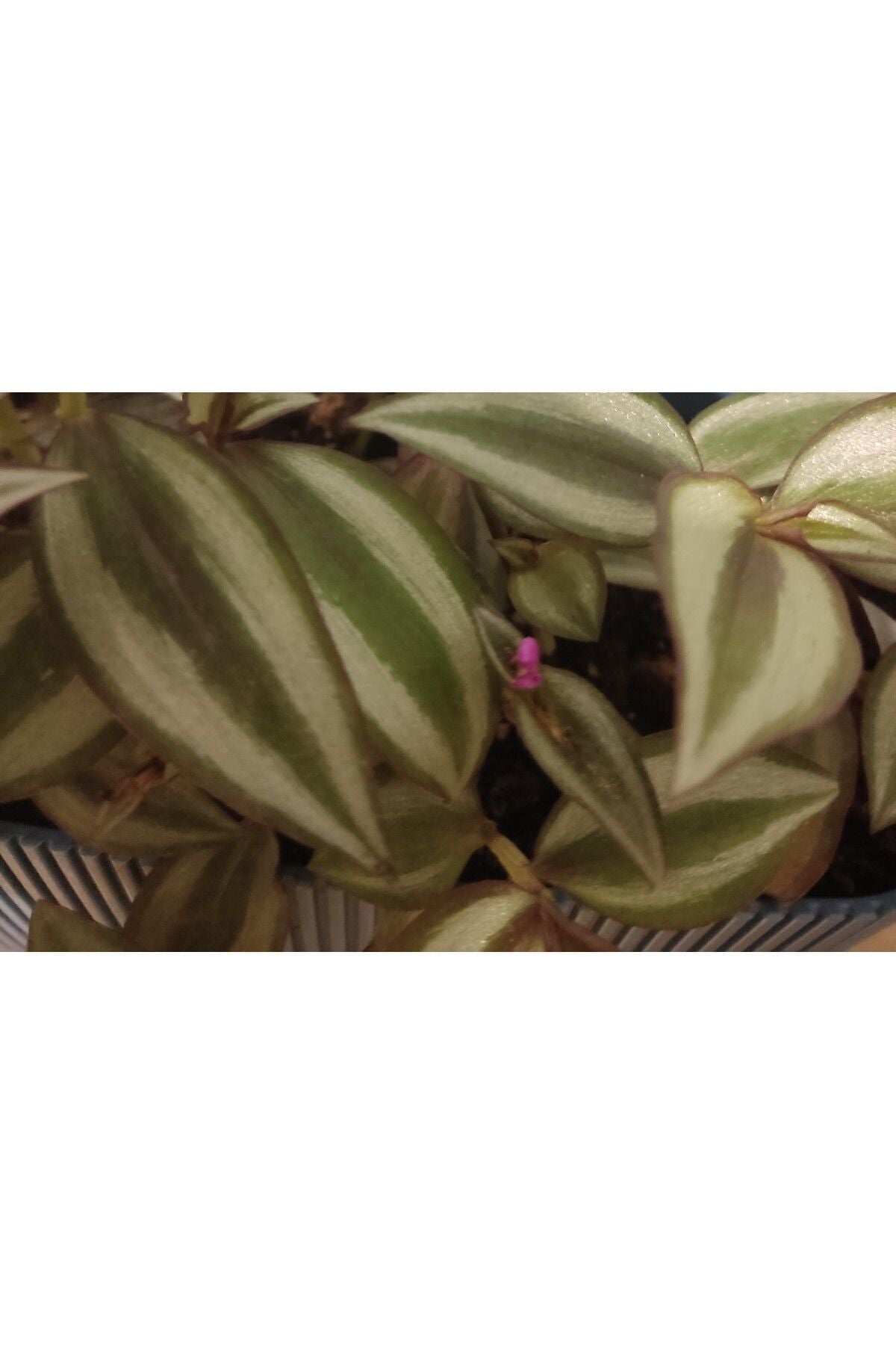 Telgraf Çiçeği (Makhala, Spiderwort, Tradescantia Zebrina)