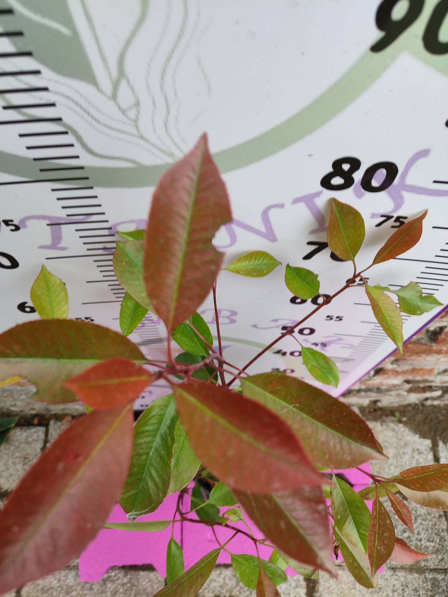 Alev Çalısı (Photinia serratifolia) - Renkli ve Dayanıklı Peyzaj Bitkisi