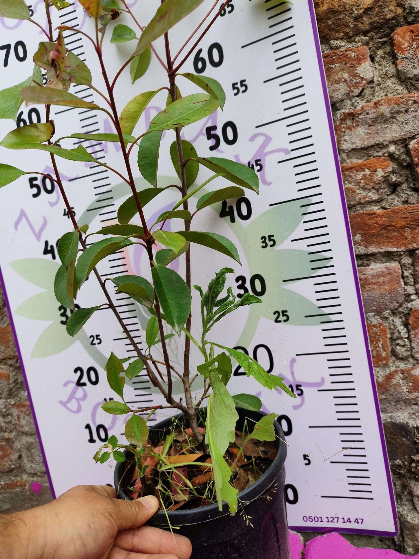 Alev Çalısı (Photinia serratifolia) - Renkli ve Dayanıklı Peyzaj Bitkisi