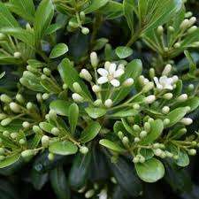 Mis Kokulu Yıldız Çalısı (Pittosporum tobira – Japanese Cheesewood)