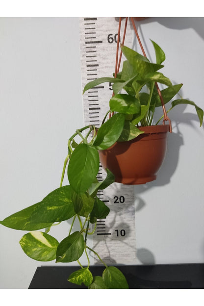 Küçük Patos bitkisi (Golden Pothos)