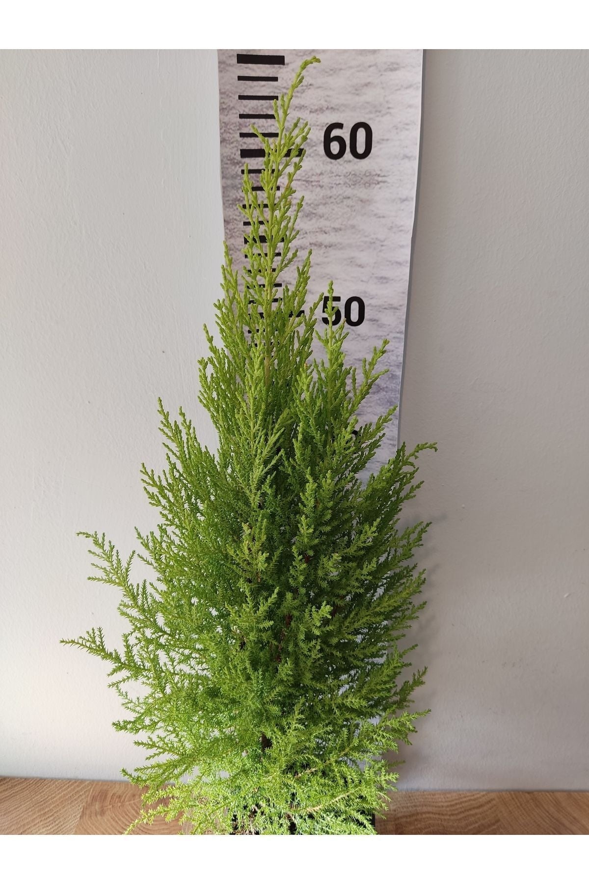 Limon Servi Kokulu Çam (CUPRESSUS MACROCARPA) - Hoş Kokulu Ve Dayanıklı Bahçe Bitkisi