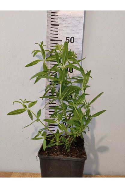 Limon Otu Bitkisi (LEMON BEEBRUSH, ALOYSİA CİTRODORA, MELİSA) - Ferahlatıcı Kokulu
