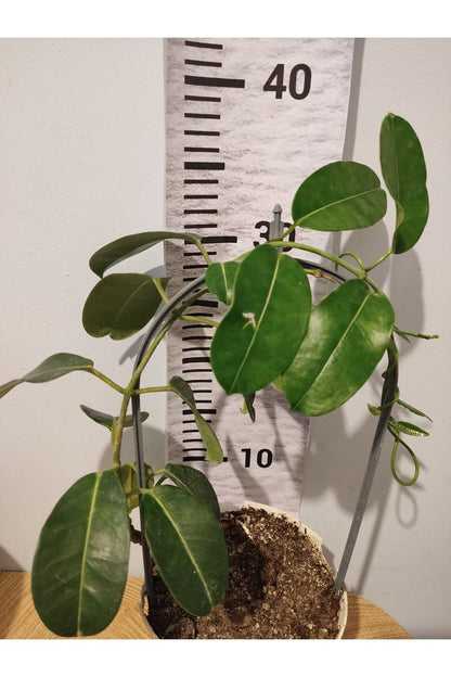 Madagaskar Yasemini (Stephanotis Floribunda)