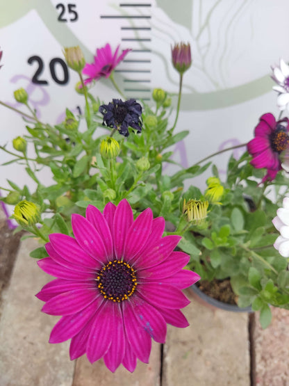 2 Adet farklı renkler Bodrum Papatyası (Osteospermum) - Neşeli ve Renkli Çiçekli Bitki (2 Adet)