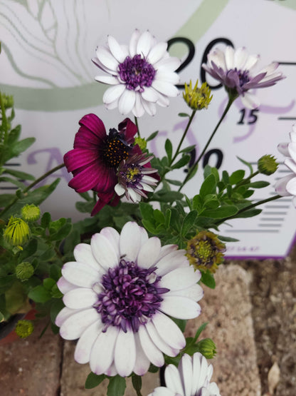 2 Adet farklı renkler Bodrum Papatyası (Osteospermum) - Neşeli ve Renkli Çiçekli Bitki (2 Adet)