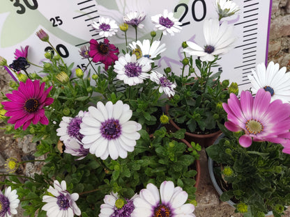2 Adet farklı renkler Bodrum Papatyası (Osteospermum) - Neşeli ve Renkli Çiçekli Bitki (2 Adet)