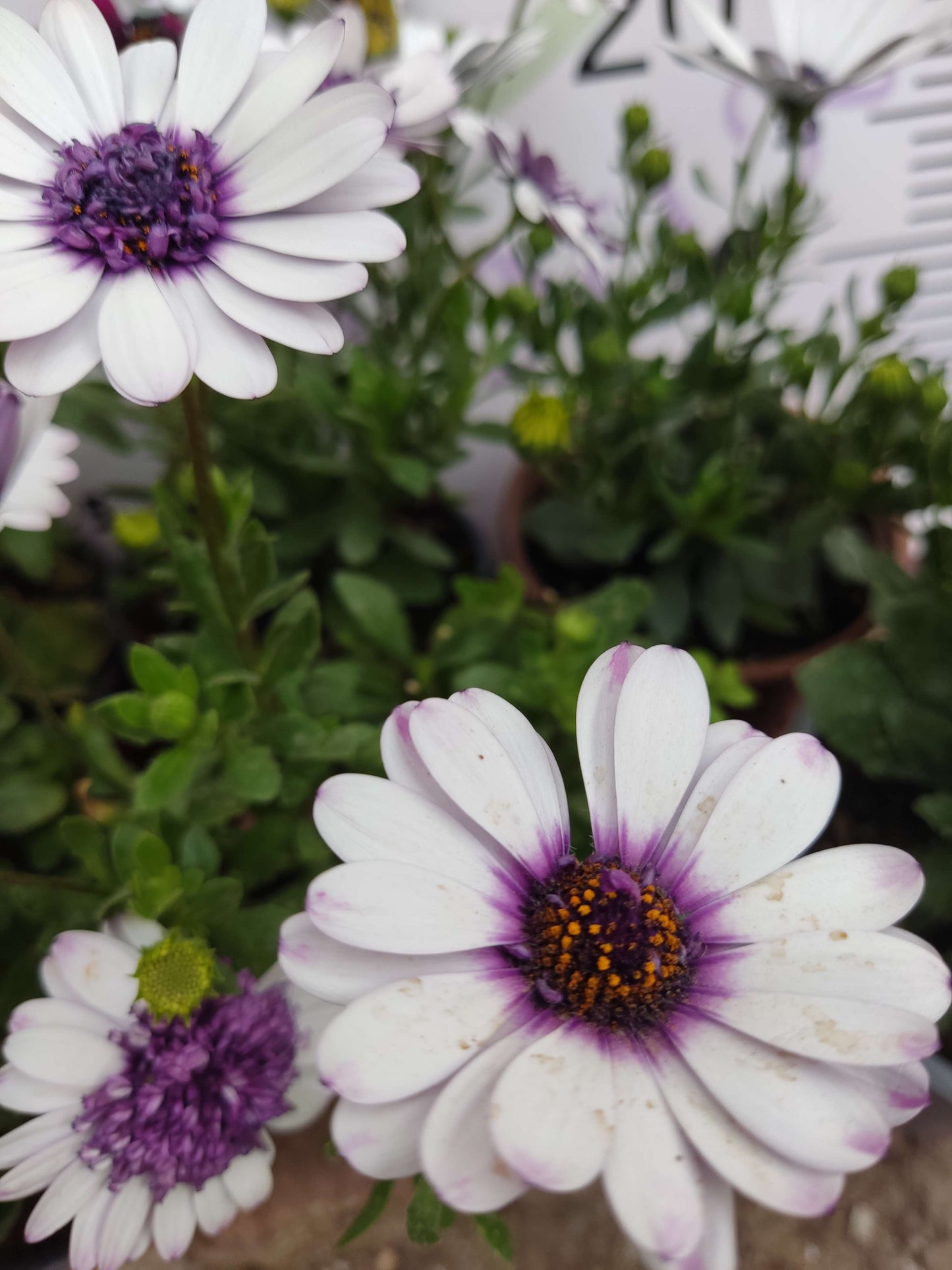2 Adet farklı renkler Bodrum Papatyası (Osteospermum) - Neşeli ve Renkli Çiçekli Bitki (2 Adet)
