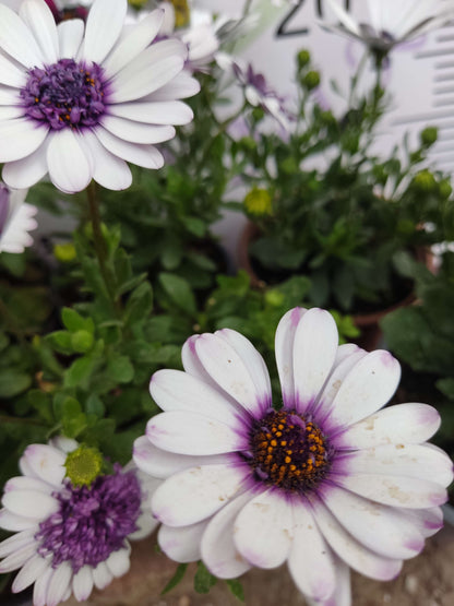 2 Adet farklı renkler Bodrum Papatyası (Osteospermum) - Neşeli ve Renkli Çiçekli Bitki (2 Adet)