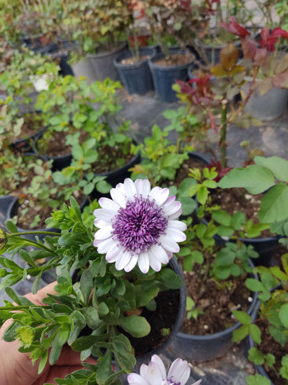 2 Adet farklı renkler Bodrum Papatyası (Osteospermum) - Neşeli ve Renkli Çiçekli Bitki (2 Adet)