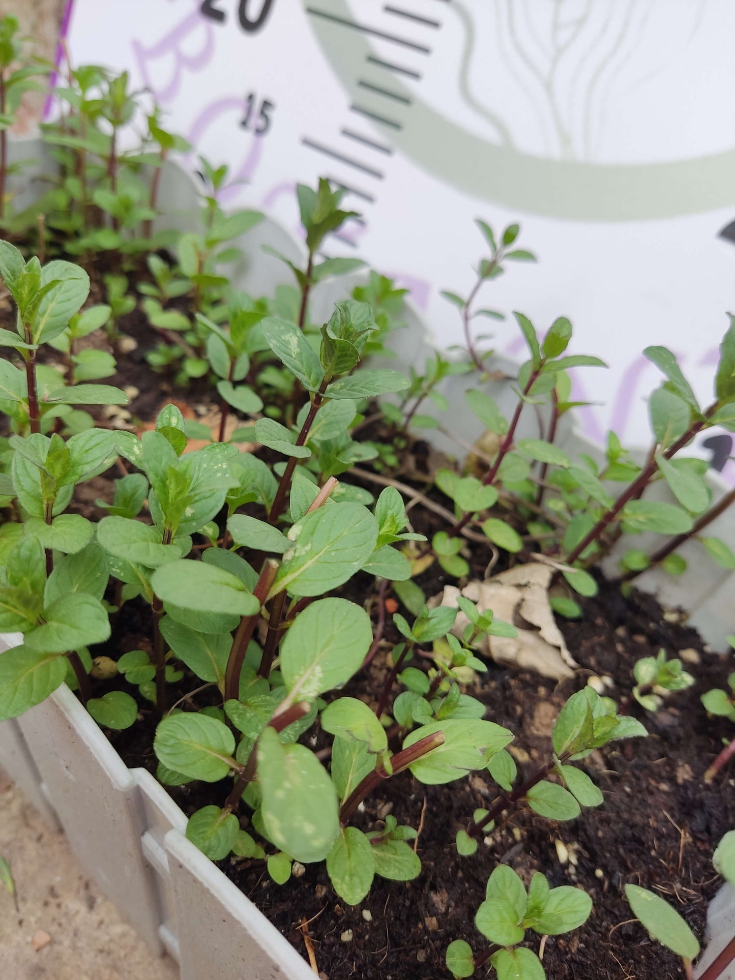 Saksılı Demlenebilir Nane (Mentha) - Ferahlatıcı ve Tibbi ve Aromatik Bitki