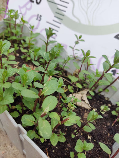 Saksılı Demlenebilir Nane (Mentha) - Ferahlatıcı ve Tibbi ve Aromatik Bitki