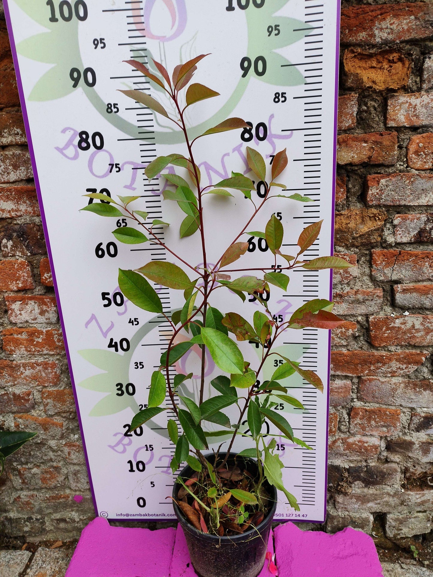 Alev Çalısı (Photinia serratifolia) - Renkli ve Dayanıklı Peyzaj Bitkisi
