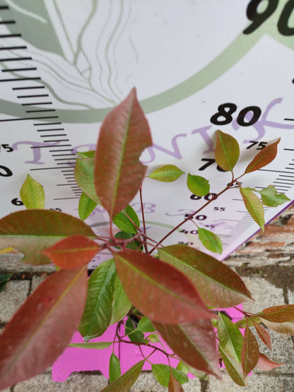 Alev Çalısı (Photinia serratifolia) - Renkli ve Dayanıklı Peyzaj Bitkisi