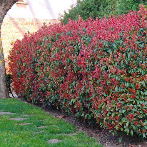 Alev Çalısı (Photinia serratifolia) - Renkli ve Dayanıklı Peyzaj Bitkisi