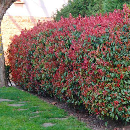 Alev Çalısı (Photinia serratifolia) - Renkli ve Dayanıklı Peyzaj Bitkisi