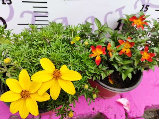 Yoğun Kokulu Sarı ve Kırmızı Bidens (2 adet) - Asteraceae Ailesine Ait Çiçekli Bahçe Bitkisi