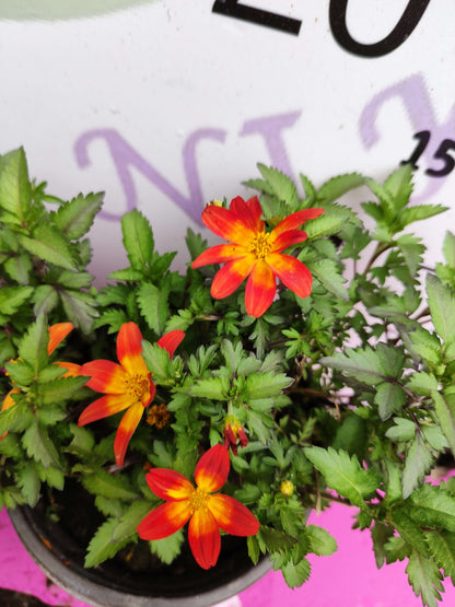 Yoğun Kokulu Sarı ve Kırmızı Bidens (2 adet) - Asteraceae Ailesine Ait Çiçekli Bahçe Bitkisi