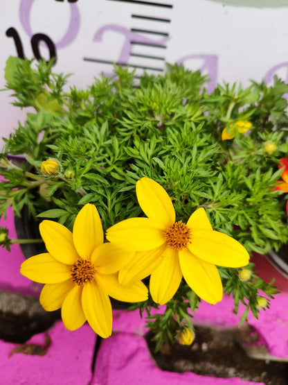 Yoğun Kokulu Sarı ve Kırmızı Bidens (2 adet) - Asteraceae Ailesine Ait Çiçekli Bahçe Bitkisi