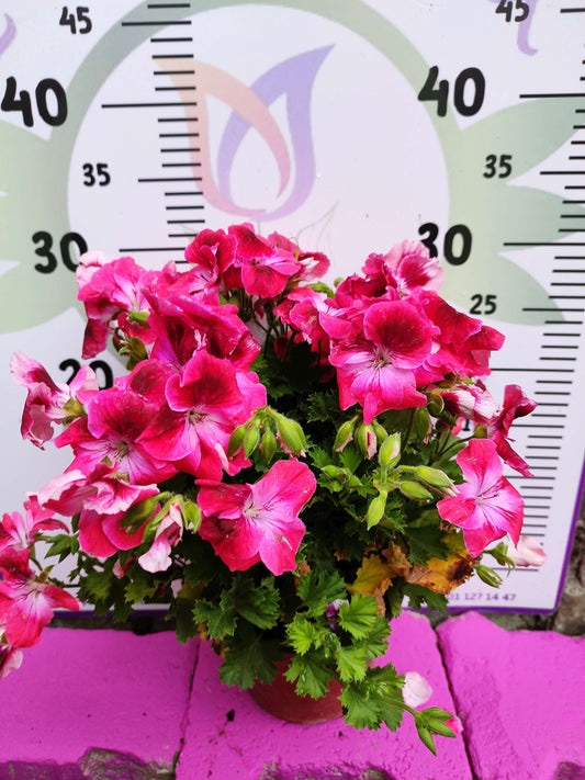 Pembe Ceylangözü Sardunya (PELARGONİUM DOMESTİCUM) - Renkli Süs Bitkisi