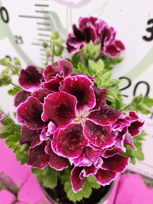 Bordo Ceylangözü Sardunya (PELARGONİUM DOMESTİCUM) - Renkli Süs Bitkisi