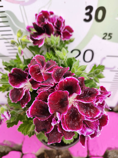 Bordo Ceylangözü Sardunya (PELARGONİUM DOMESTİCUM) - Renkli Süs Bitkisi