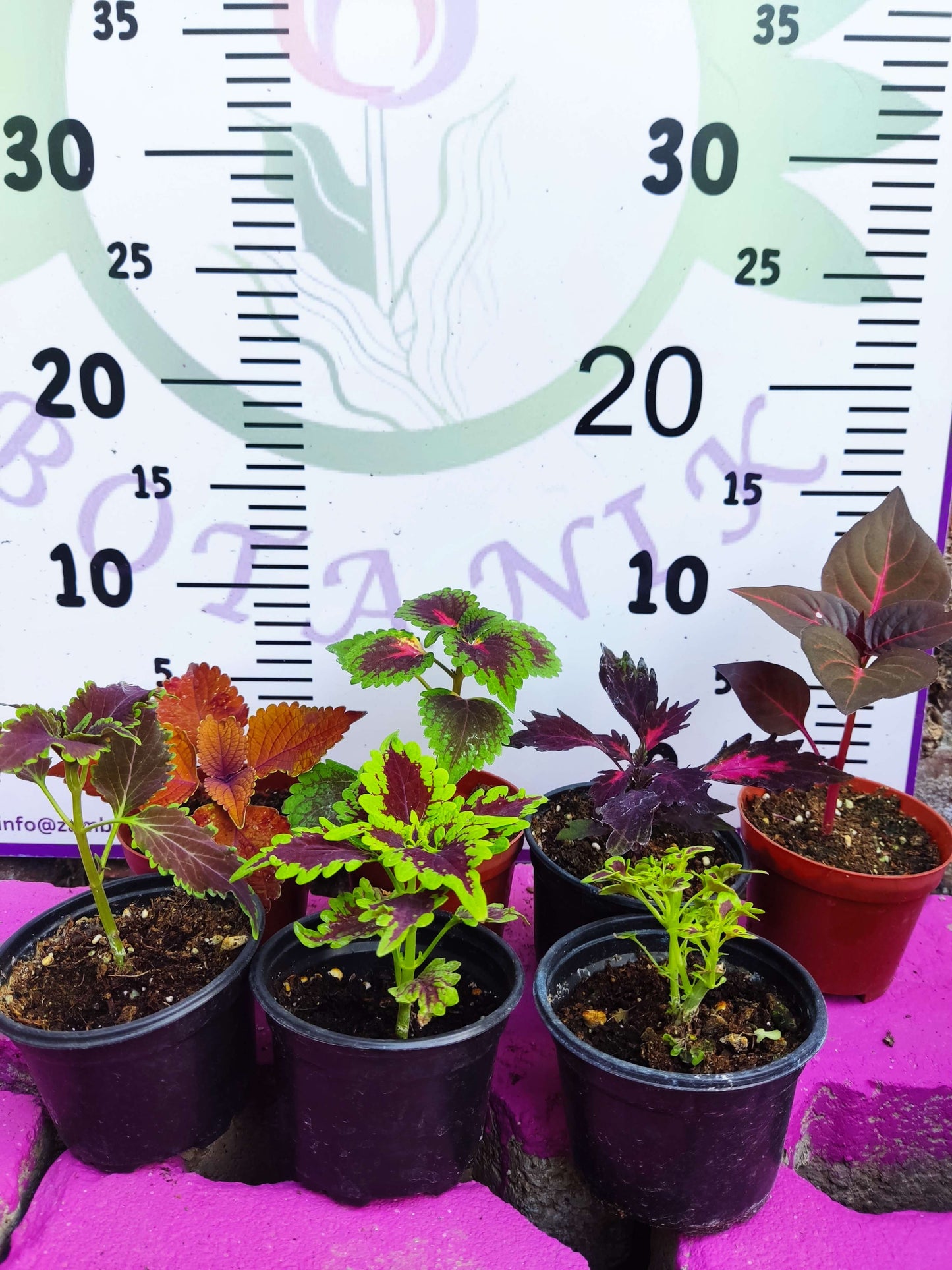 5 adet Farklı renkli Yaprak Güzeli (COMMON COLEUS) - Dış Mekan Bitkisi 5 Adet