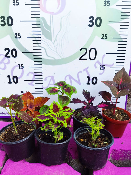 5 adet Farklı renkli Yaprak Güzeli (COMMON COLEUS) - Dış Mekan Bitkisi 5 Adet