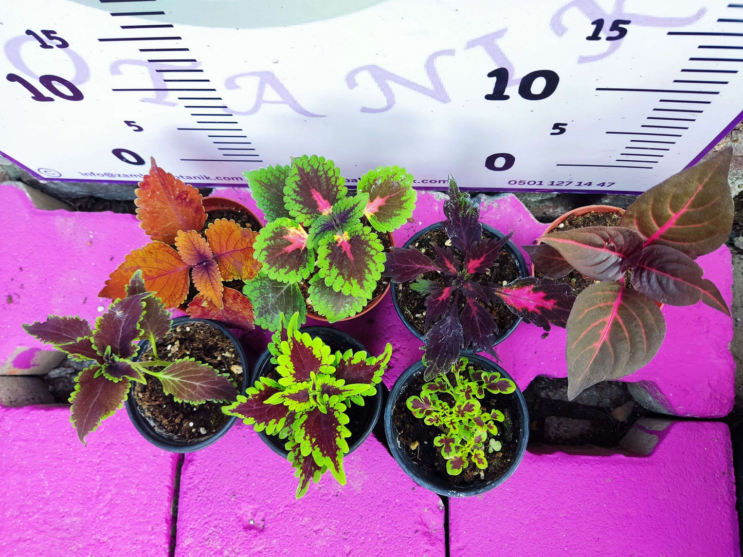 5 adet Farklı renkli Yaprak Güzeli (COMMON COLEUS) - Dış Mekan Bitkisi 5 Adet