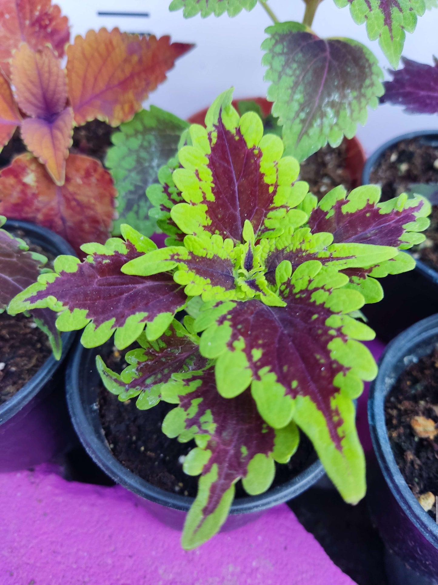 5 adet Farklı renkli Yaprak Güzeli (COMMON COLEUS) - Dış Mekan Bitkisi 5 Adet