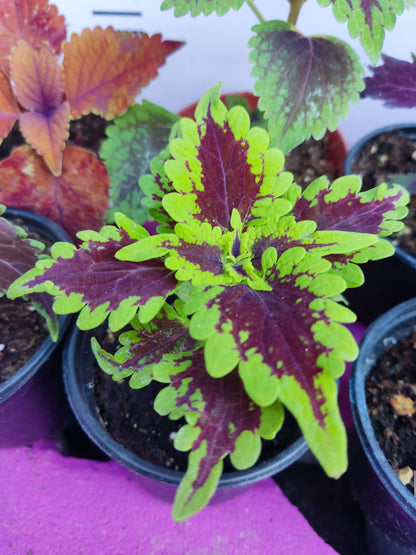 5 adet Farklı renkli Yaprak Güzeli (COMMON COLEUS) - Dış Mekan Bitkisi 5 Adet