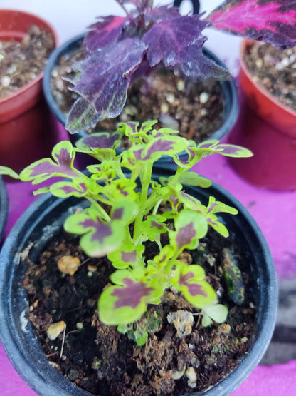 5 adet Farklı renkli Yaprak Güzeli (COMMON COLEUS) - Dış Mekan Bitkisi 5 Adet