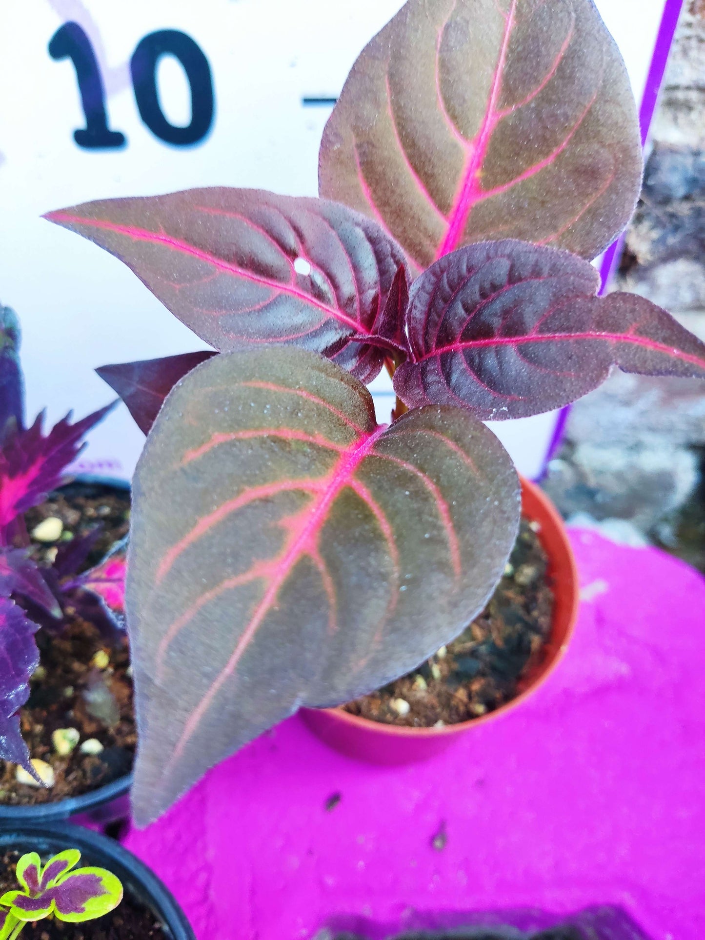5 adet Farklı renkli Yaprak Güzeli (COMMON COLEUS) - Dış Mekan Bitkisi 5 Adet
