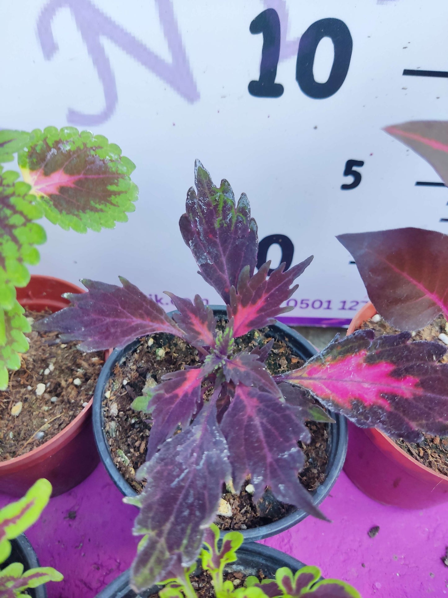 5 adet Farklı renkli Yaprak Güzeli (COMMON COLEUS) - Dış Mekan Bitkisi 5 Adet