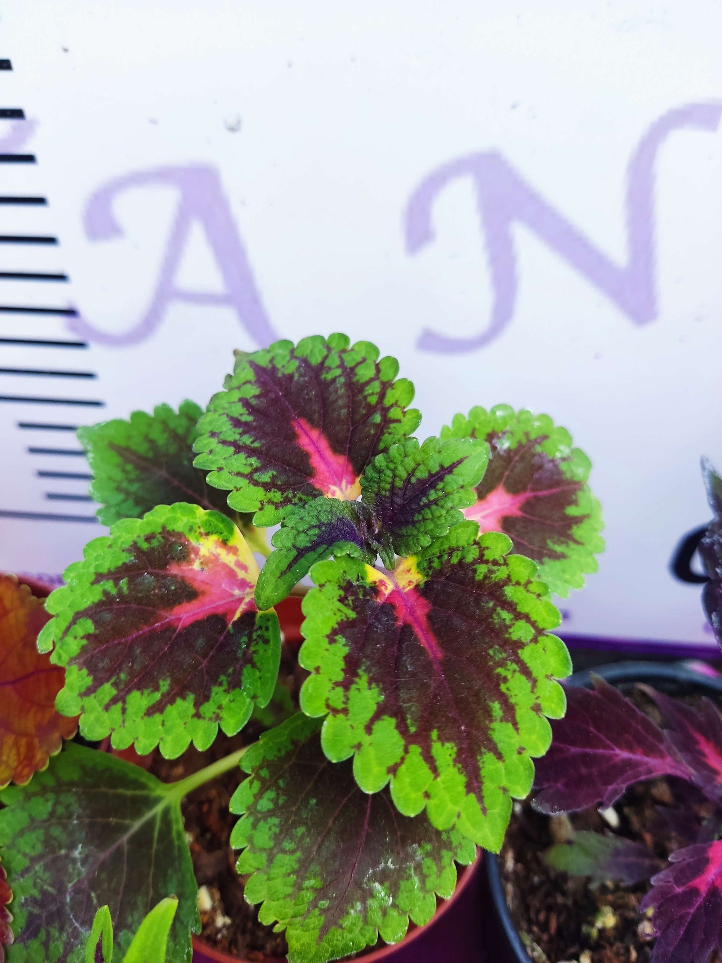 5 adet Farklı renkli Yaprak Güzeli (COMMON COLEUS) - Dış Mekan Bitkisi 5 Adet