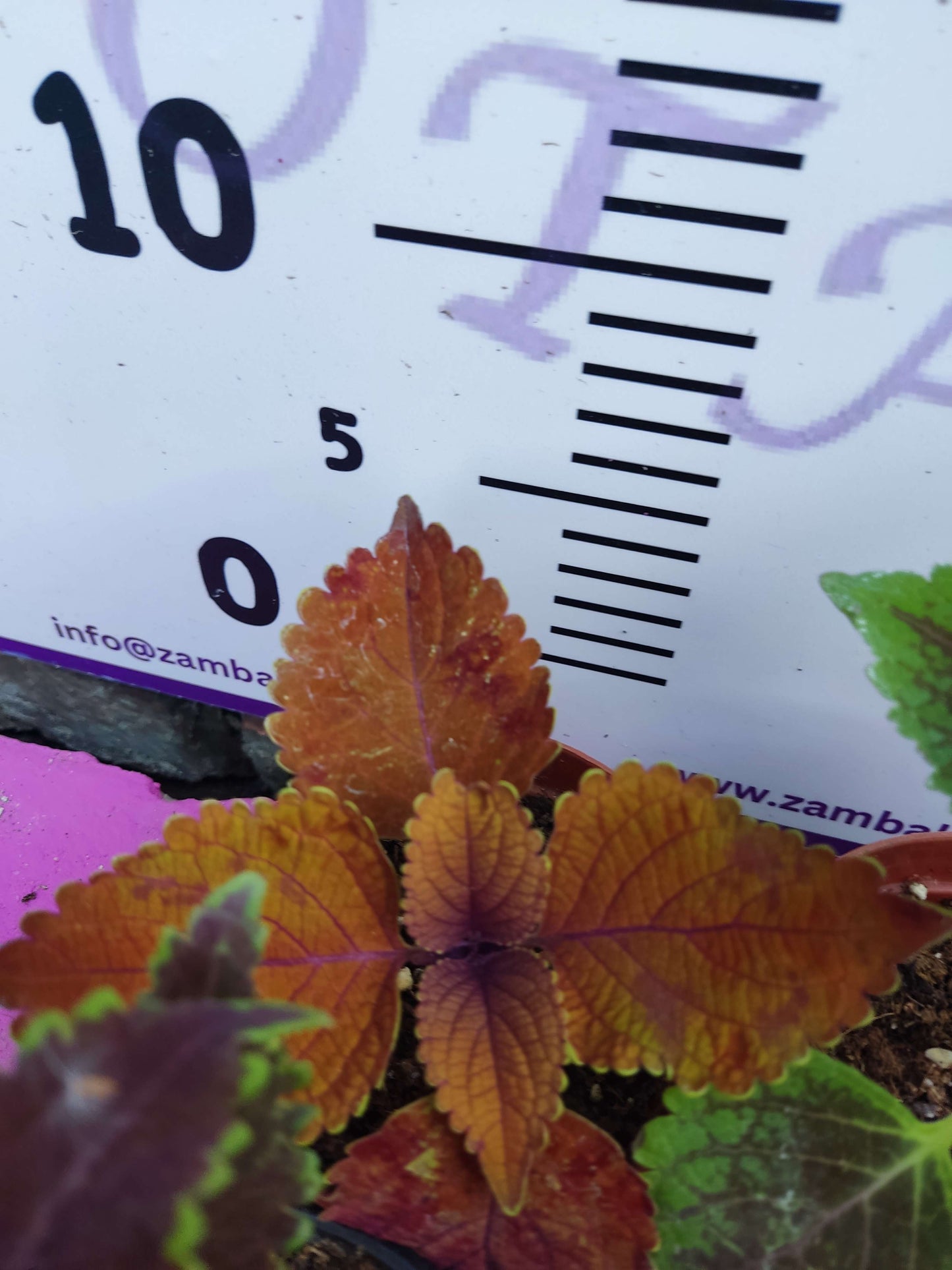 5 adet Farklı renkli Yaprak Güzeli (COMMON COLEUS) - Dış Mekan Bitkisi 5 Adet