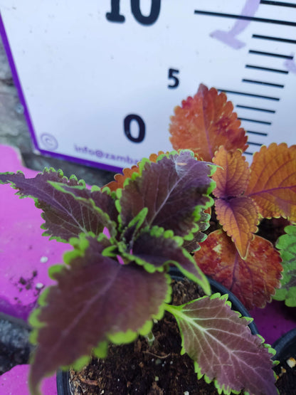5 adet Farklı renkli Yaprak Güzeli (COMMON COLEUS) - Dış Mekan Bitkisi 5 Adet