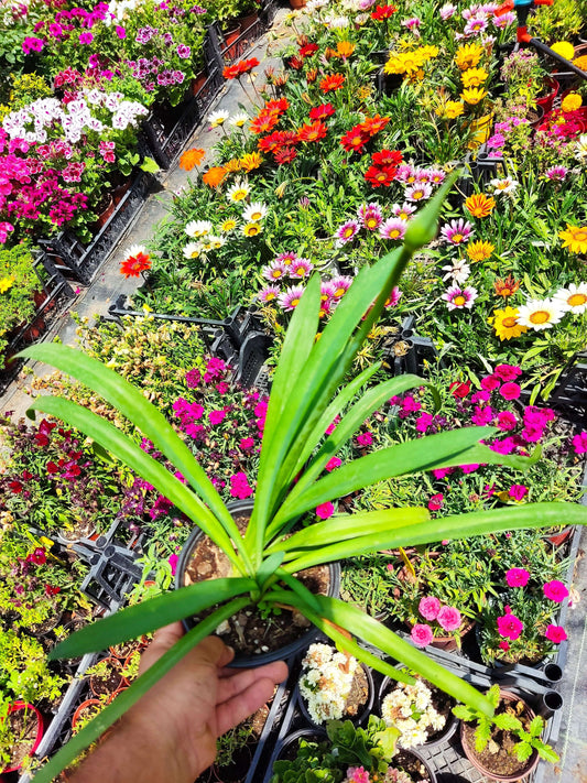 Afrika Zambağı (African Lily) - Beyaz ve Kokulu Bahçe Çiçeği