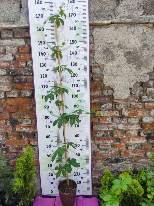 Parthenocissus quinquefolia (Amerikan Sarmaşığı) - Yaprak Döken, 150+ CM Sarmaşık