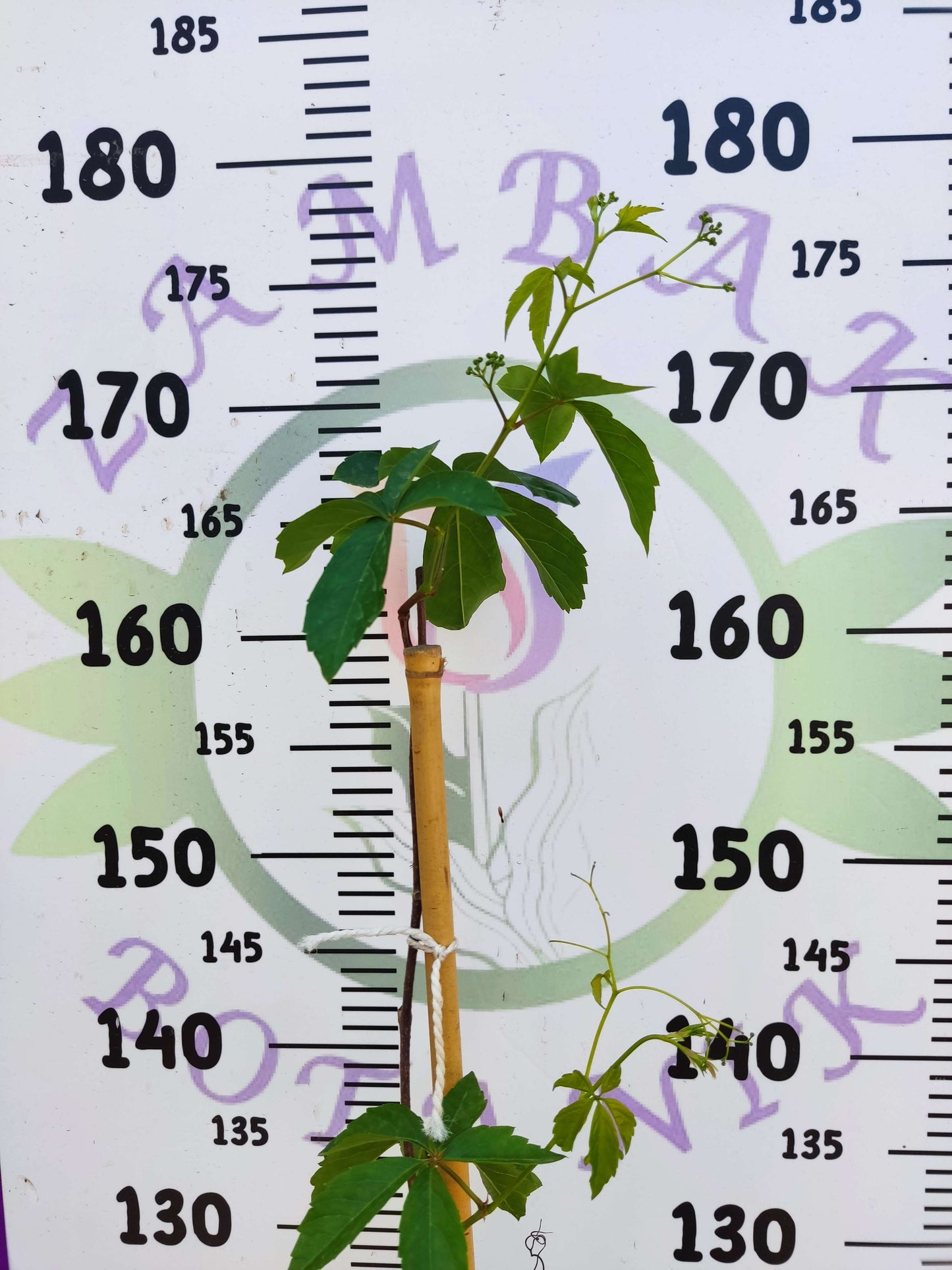 Parthenocissus quinquefolia (Amerikan Sarmaşığı) - Yaprak Döken, 150+ CM Sarmaşık