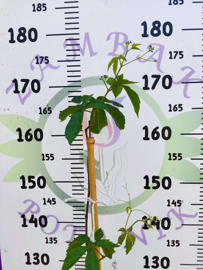Parthenocissus quinquefolia (Amerikan Sarmaşığı) - Yaprak Döken, 150+ CM Sarmaşık