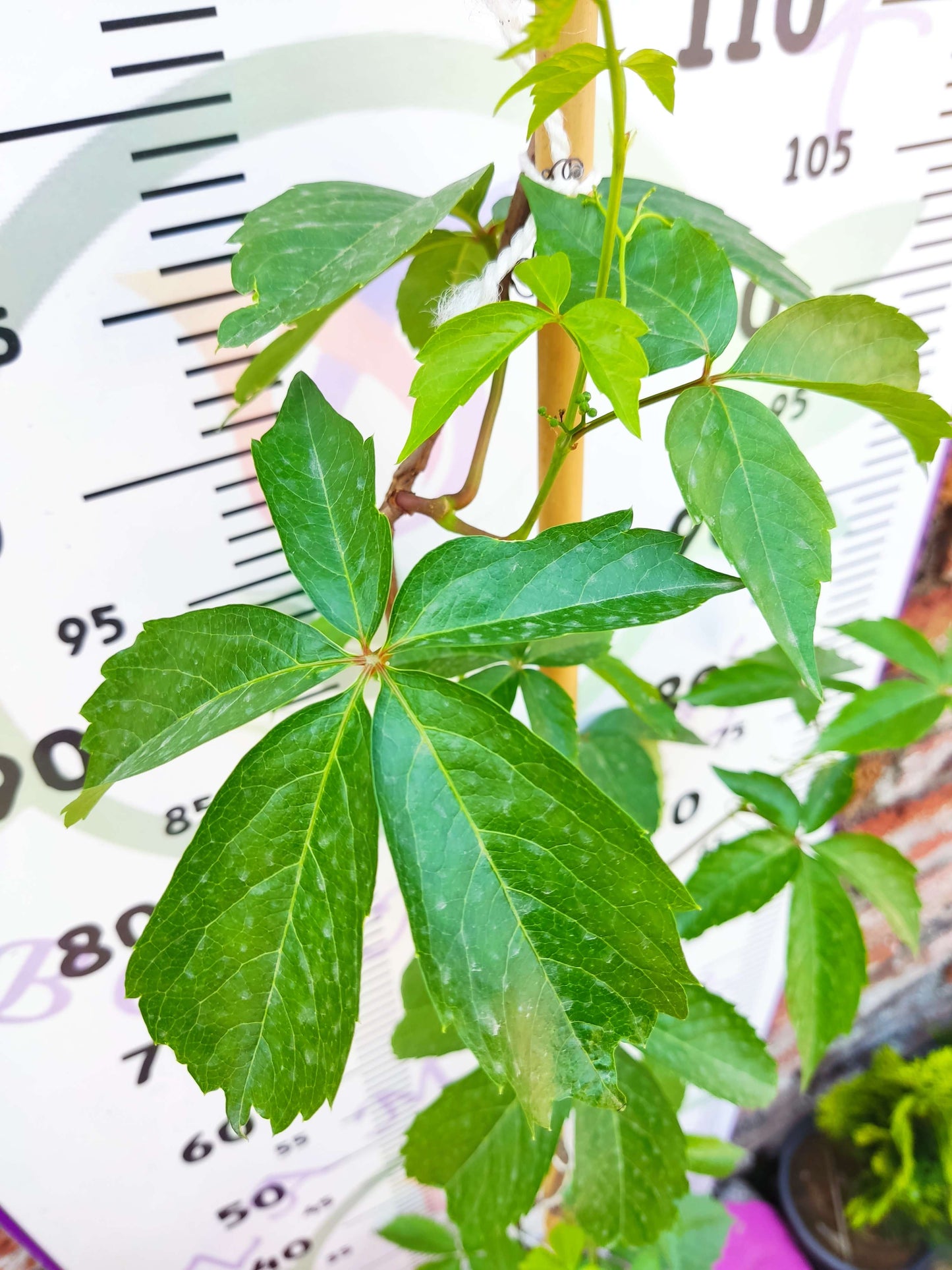 Parthenocissus quinquefolia (Amerikan Sarmaşığı) - Yaprak Döken, 150+ CM Sarmaşık