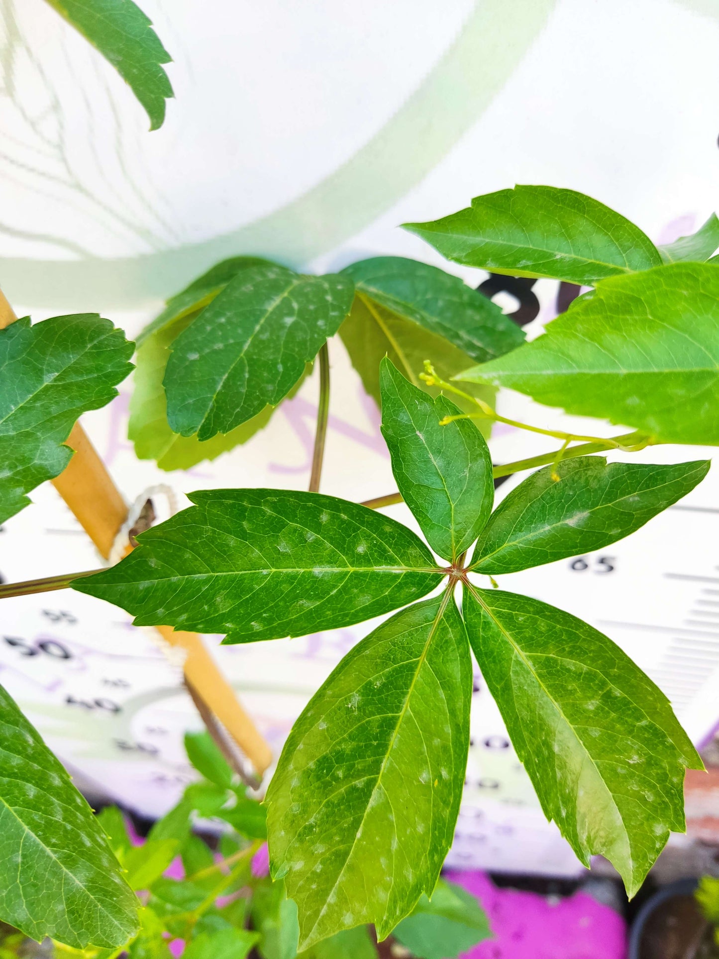Parthenocissus quinquefolia (Amerikan Sarmaşığı) - Yaprak Döken, 150+ CM Sarmaşık